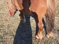 Mare, Horses — photo 2