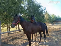 Mare, Akhal-Teke — photo 3