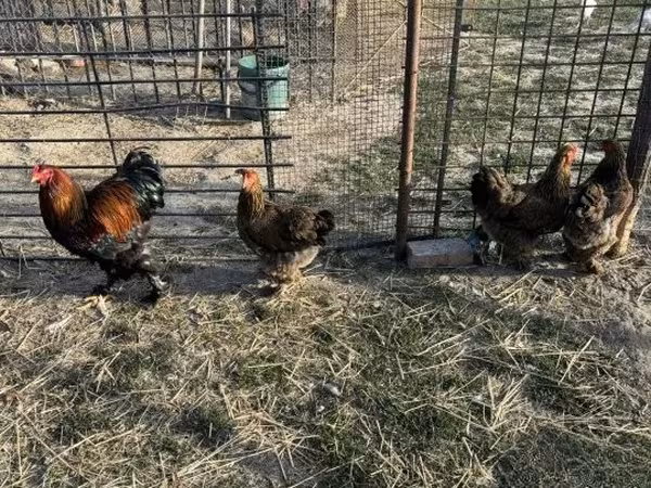 Brahma