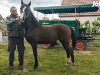 Stute, Dutch warmblood horse — Foto 1