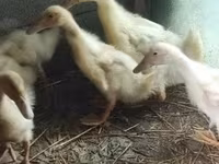 Ducks — 照片 2