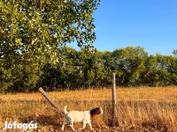 Nőstény kecske, Boer goat — 8. fotó
