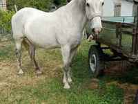 فرس, Hungarian horse breed — الصورة 3