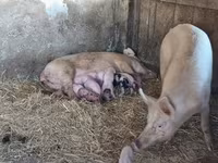 Schweine (Partie, Geschlecht nicht angegeben), Schweine — Foto 3