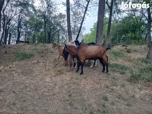 تيس, Alpine goat