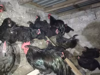Australorp — photo 2