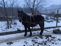 公马, Hungarian horse breed — 照片 3