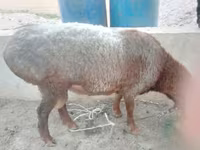 公羊, Sheep — 照片 1