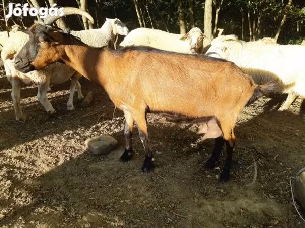Коза, Козлы — Венгрия