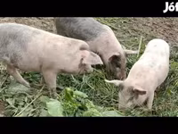Pigs (batch, sex not specified), Pigs — photo 4