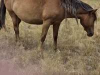 Klisna, Kazakh horse — foto 2
