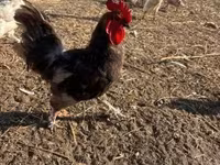 Chickens — foto 6