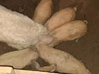 Pigs (batch, sex not specified), Мангалица — photo 4