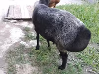 Sheep (batch, sex not specified), Sheep — photo 3