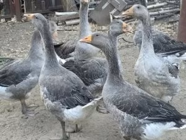 Geese — Magyarország