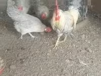 Poule danoise — photo 1