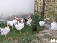 Chickens — 1. fotó