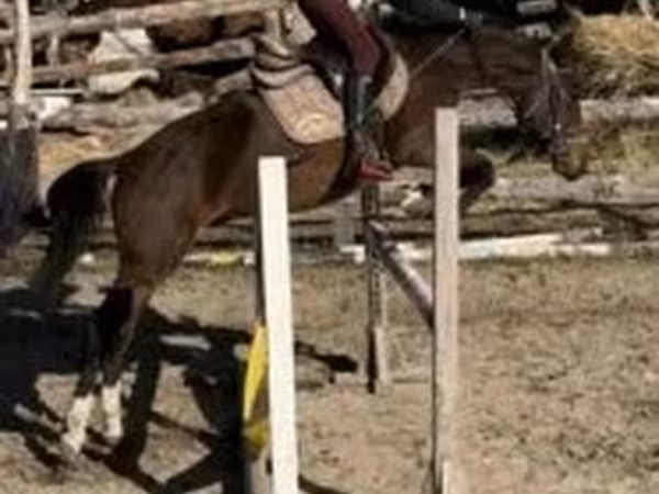 Hing, Hungarian horse breed