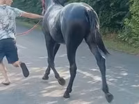 حصان, Lipizzaner — الصورة 3