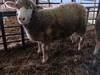 Schaf, Ile-de-France sheep — Foto 1