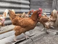 Chickens — foto 2