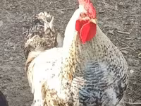Chickens — फ़ोटो 3