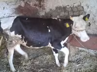بقرة, Russian Black pied cattle — الصورة 1