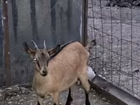 母山羊, Alpine goat — 照片 2