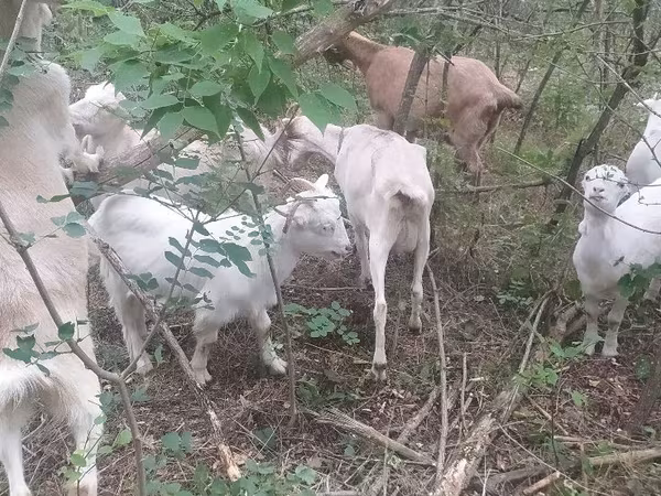 Nőstény kecske, Nubian Goat