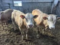Szarvasmarha (tétel, nem megadva), Charolais cattle — 1. fotó