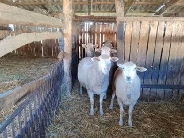 Oveja, Ile-de-France sheep