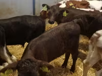 Bovinos (lote, sexo no especificado), Ganado vacuno — foto 2