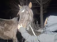 Hing, New Altai Horse — 2. fotó