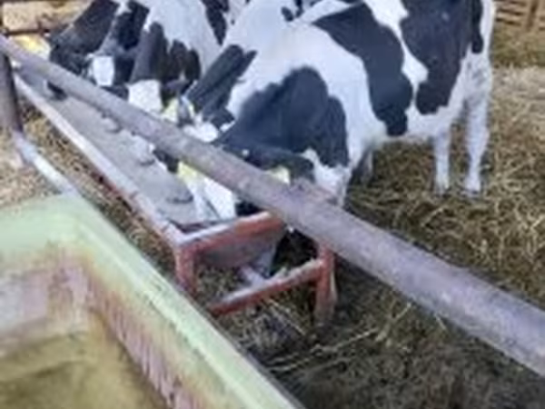 Bika, Holstein fajta — Magyarország