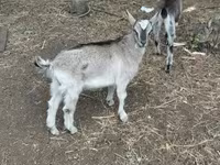 母山羊, Goats — 照片 4