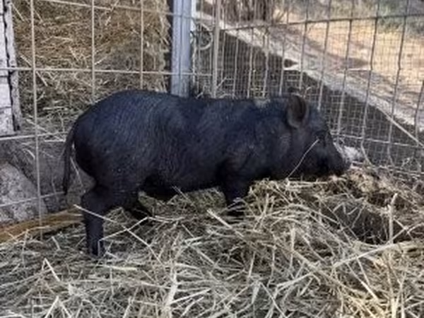 Boar, Pigs — Hungary