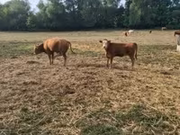 Bulle, Limousin-Kuh — Foto 1