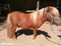 Hing, Shetland Pony — 4. fotó