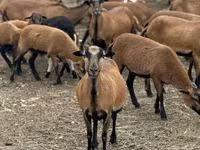 Sheep (batch, sex not specified), Cameroon sheep — photo 6