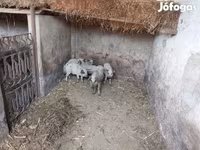 猪（批次，未指定性别）, Мангалица — 照片 1