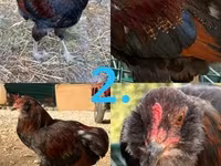 Araucana — foto 2