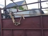 घोड़ी, घोड़े — फ़ोटो 1