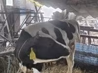 Bull, Holstein breed — photo 4