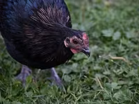 Australorp — photo 7