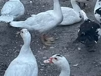 Ducks — الصورة 1