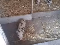公猪, Pigs — 照片 7