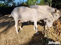 Ziege, Ziegen — Foto 6