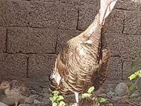 Słoweńska Silver Hen — zdjęcie 2