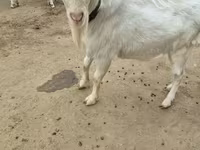公山羊, Saanen goat — 照片 3