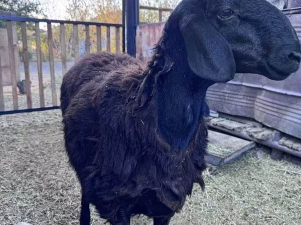 Қошқар, Hissar sheep